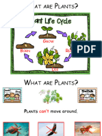 WHAT ARE PLANTS