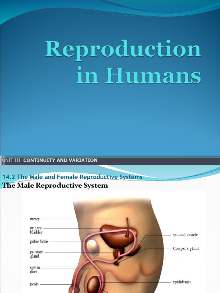 Male and Female Reproductive Systems | PDF | Menstrual Cycle | Human Body