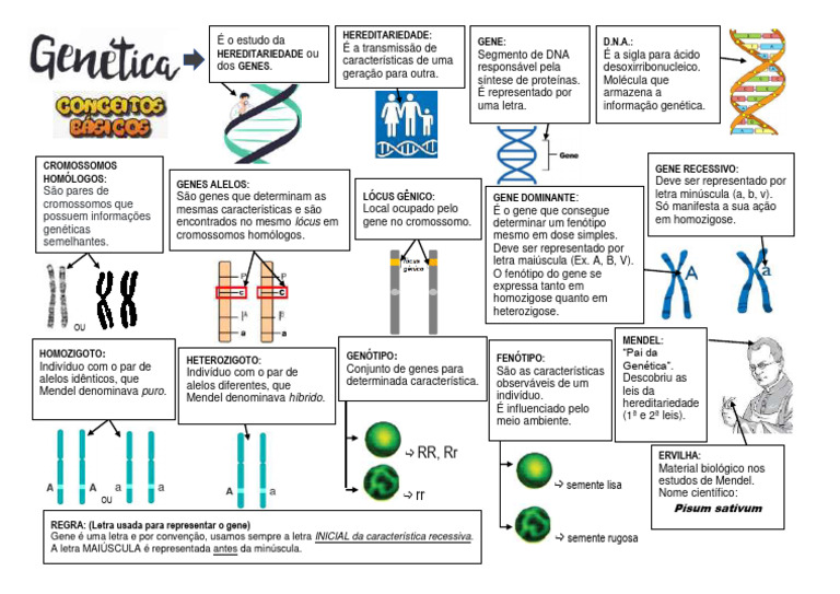 RESUMO CONCEITOS BÁSICOS DE GENÉTICA | PDF | Gene | Dominância (genética)