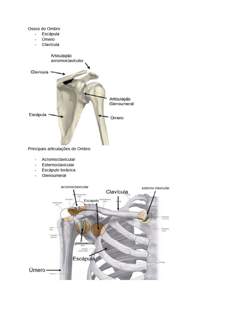 Anatomia Dos Membros Superiores Pdf Anatomia Humana Sistema