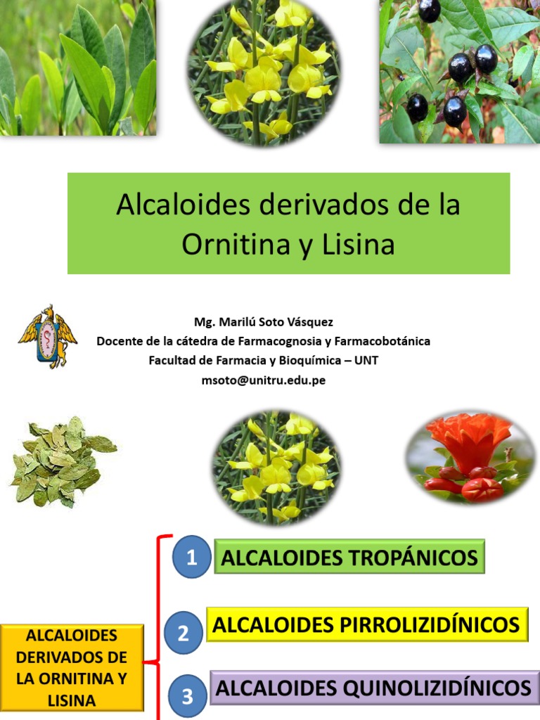 Alcaloides derivados de la ornitina y lisina por Q.F. Marilú Roxana
