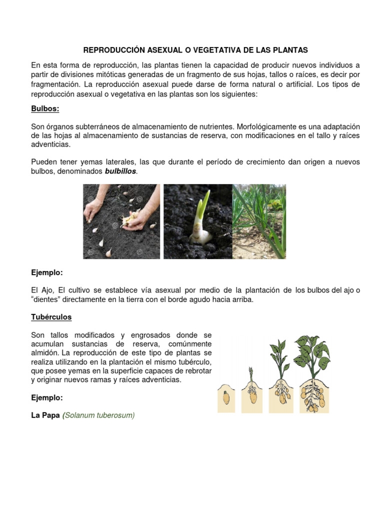 Plantae visual data 3