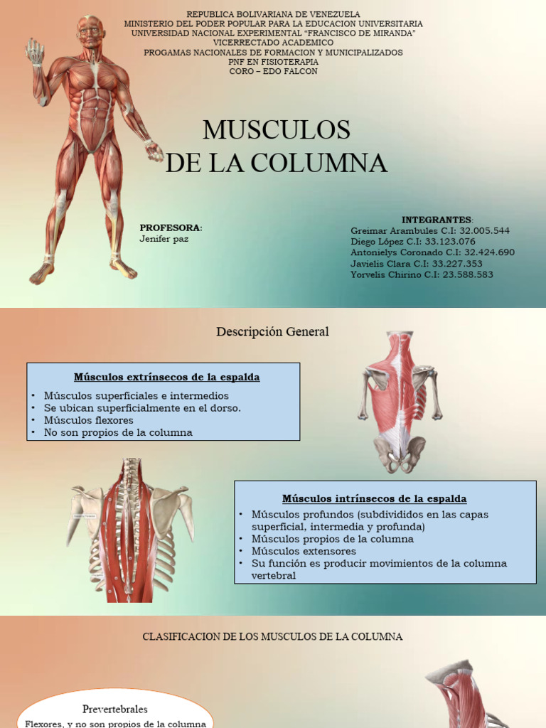 El #músculo multífido, cuando se encuentra en la zona #lumbar y sacra, se  origina en las siguientes zonas: Superficie dorsal del sacro Aponeurosis  del erector de la #columna Espina ilíaca posterosuperior Ligamentos, image size:768x1024