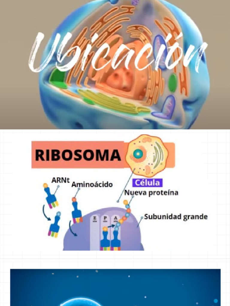 Función y enfermedades del ribosoma | PDF