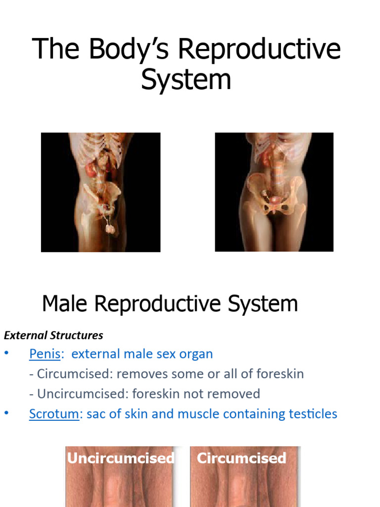 Reproductive System Biology | PDF | Testicle | Human Body