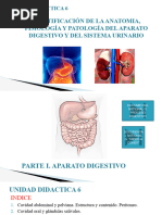 Anatomía del Abdomen y Pelvis | PDF | Abdomen | Sistema digestivo humano