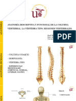 TEMA 5 - Anatomía Descriptiva y Funcional de La Columna Vertebral. La Vértebra Tipo. Regiones Vertebrales y Diferencias