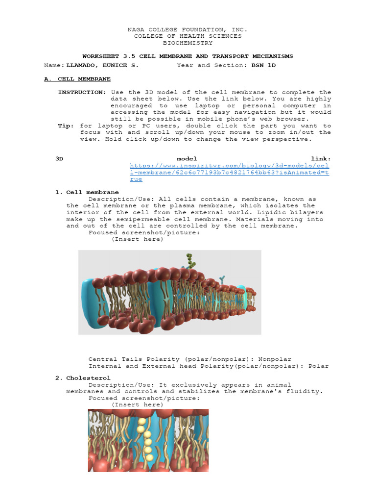 Worksheet 3.5 Cell Membrane and Transport Mechanisms | PDF | Cell ...
