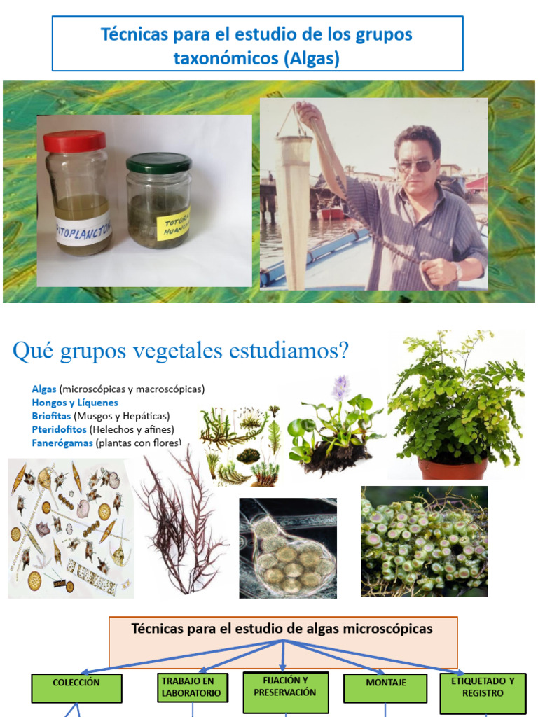 Técnicas para el estudio de los grupos taxonómicos PDF Agua Botánica