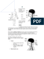 El Cuerpo Humano Se Divide Topográficamente en Tres Parte1