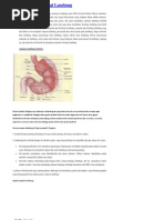 Download Anatomi Dan Fisiologi Lambung by Raja Putra Sitepu SN73708676 doc pdf