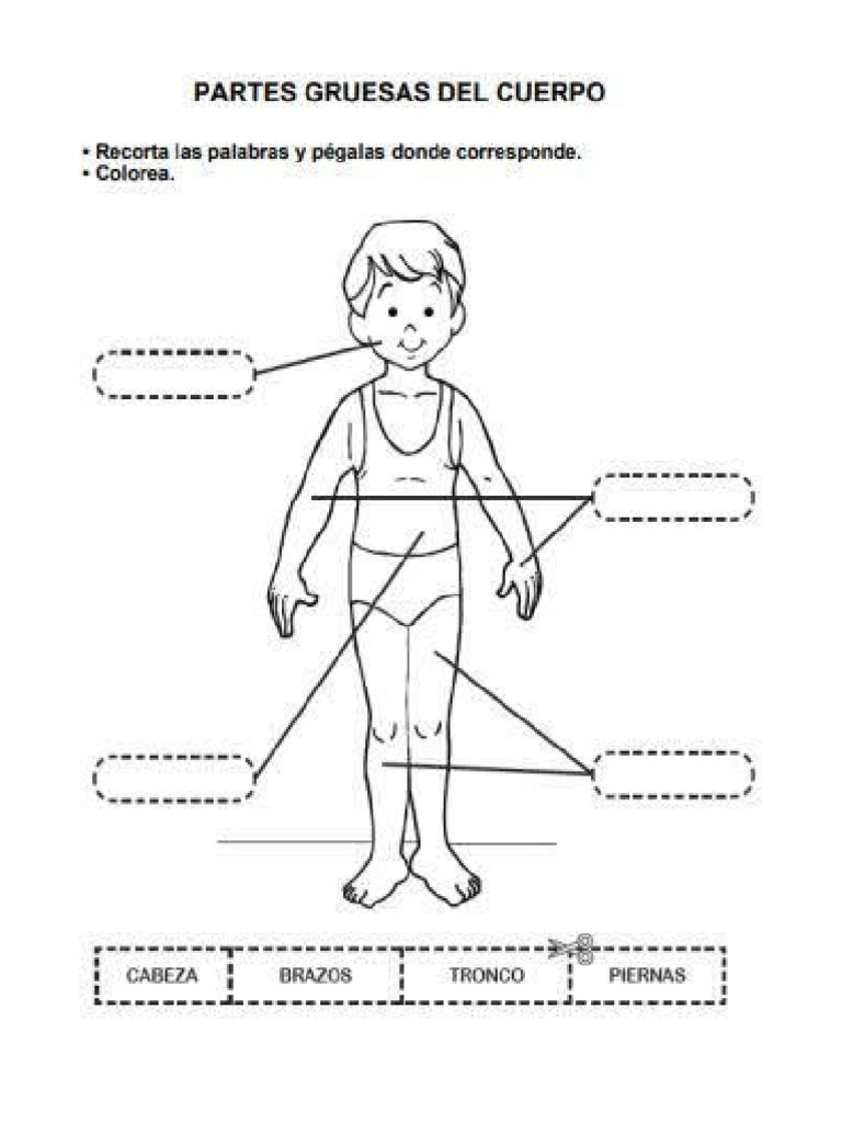 Partes Del Cuerpo | PDF