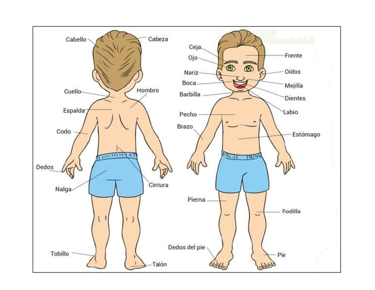 24 Partes Del Cuerpo Humano | PDF