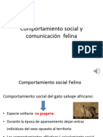 Comportamiento Social y Comunicacion Felina