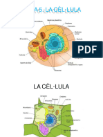 TEMA 5.1 LA CÈL·LULA