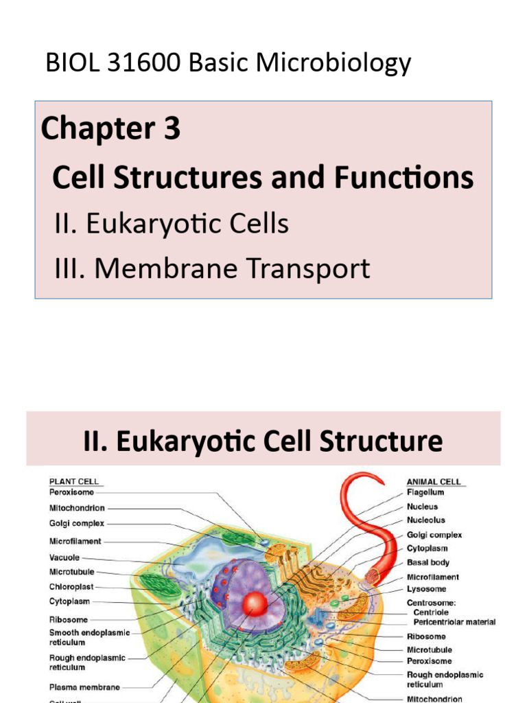 3B Eukaryotes & Membrane | PDF | Eukaryotes | Cell (Biology)