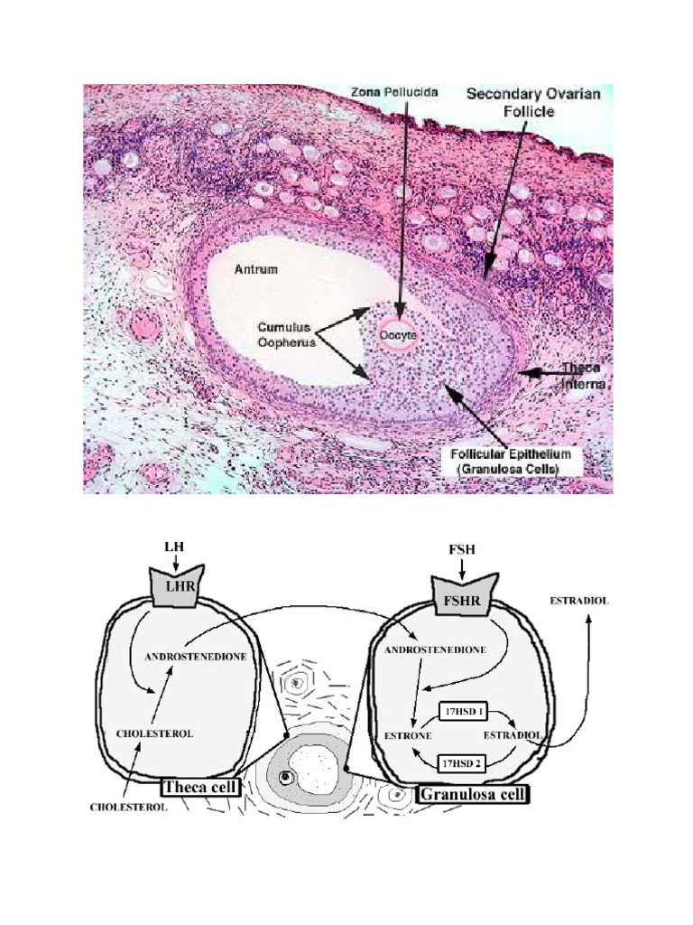 Follicles | PDF