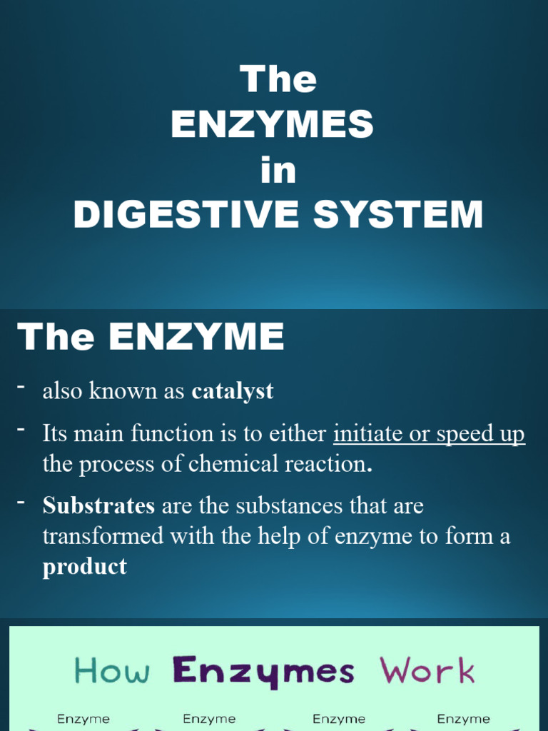 Enzymes | PDF | Digestion | Human Digestive System