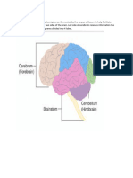 Brain Anatomy (Lobes)