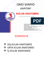 Kulak Anatomisi