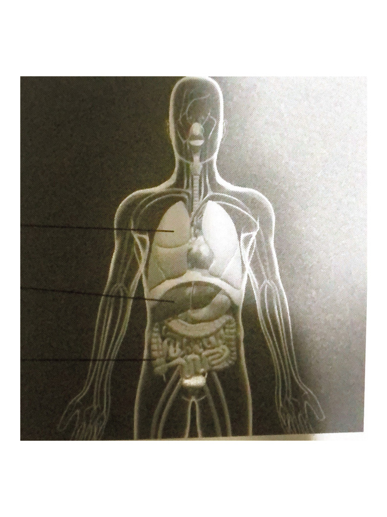 Organ | PDF
