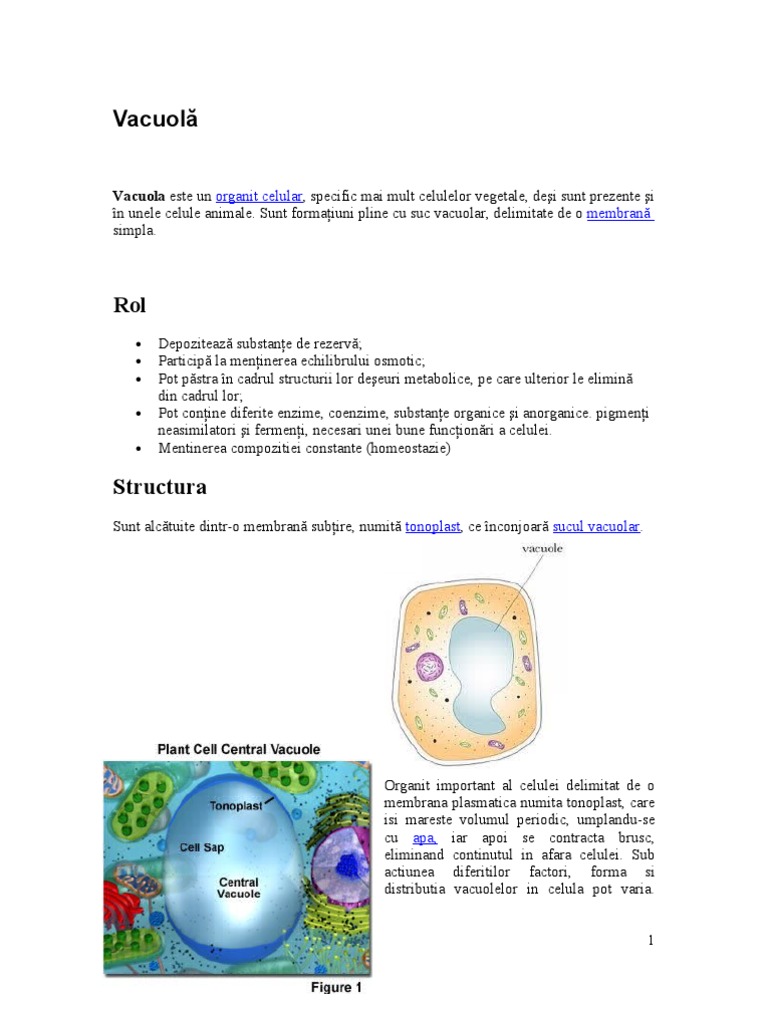 Vacuole