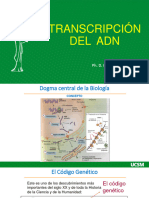 Okey Transcripción Del Adn