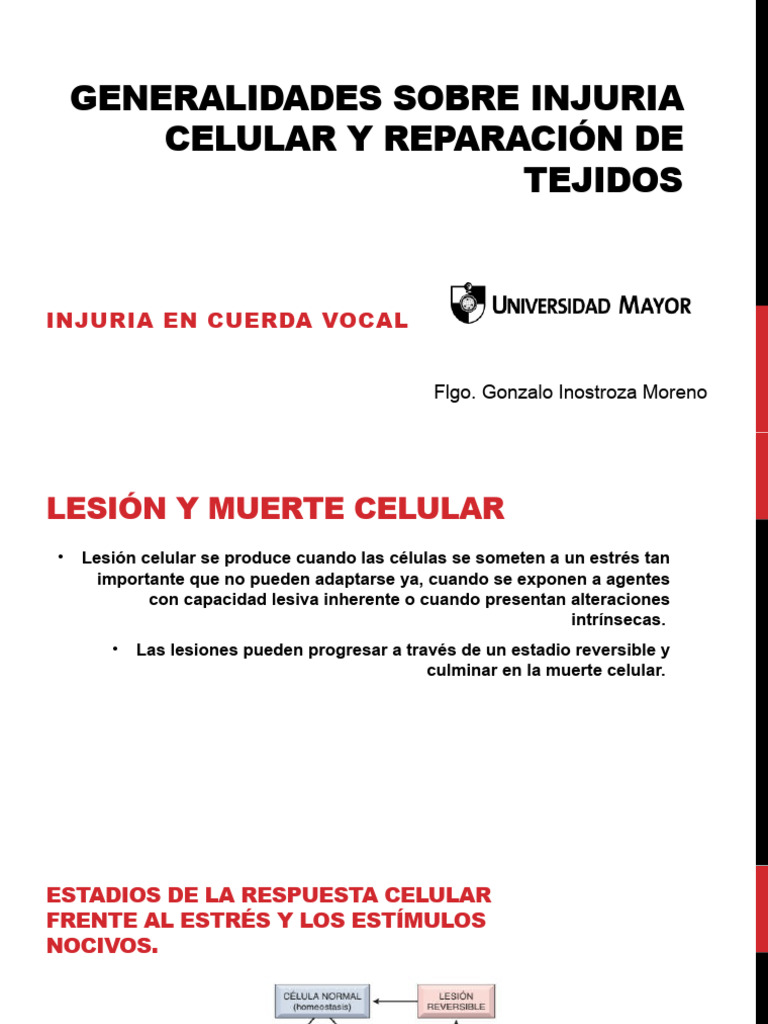 Injuria Vocal: Tipos y Reparación Celular | PDF | Inflamación ...