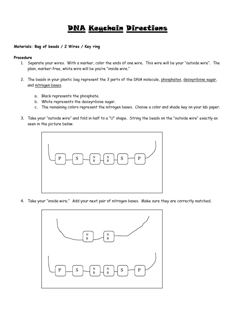 DIY DNA Key Chain Instructions | PDF | Dna | Molecular Genetics