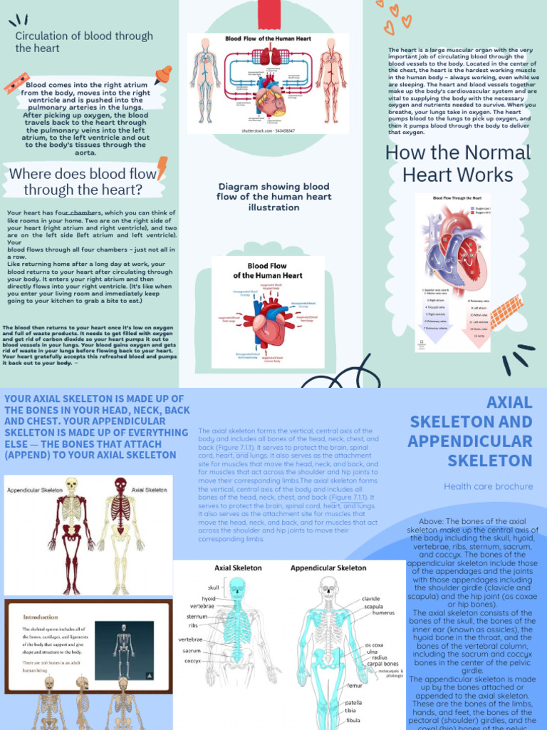 Blood Flow Through the Heart Diagram | PDF | Heart | Blood