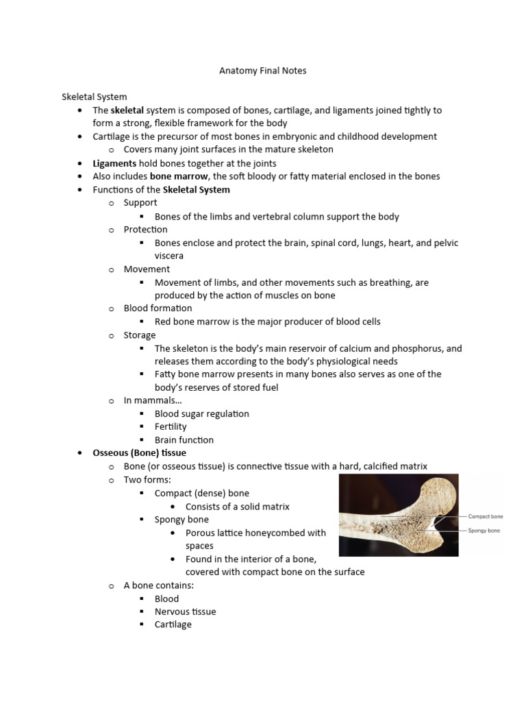 Overview of the Skeletal System | PDF | Vertebra | Vertebral Column