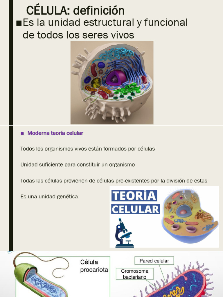 Estructura y Función de la Célula Eucariota | PDF | Membrana celular ...