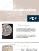 Pia Histo Humama - 20240526 - 000532 - 0000