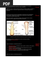 A Anatomia e Morfologia de Uma Planta