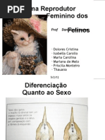 Aparelho Reprodutor Feminino Felino