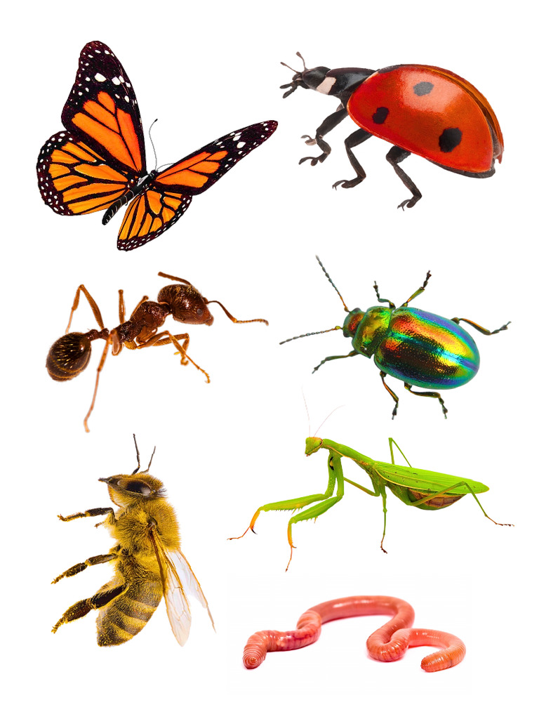 Insectos de La Huerta | PDF