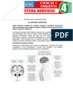 El Sistema Nervioso para Cuarto Grado de Primaria