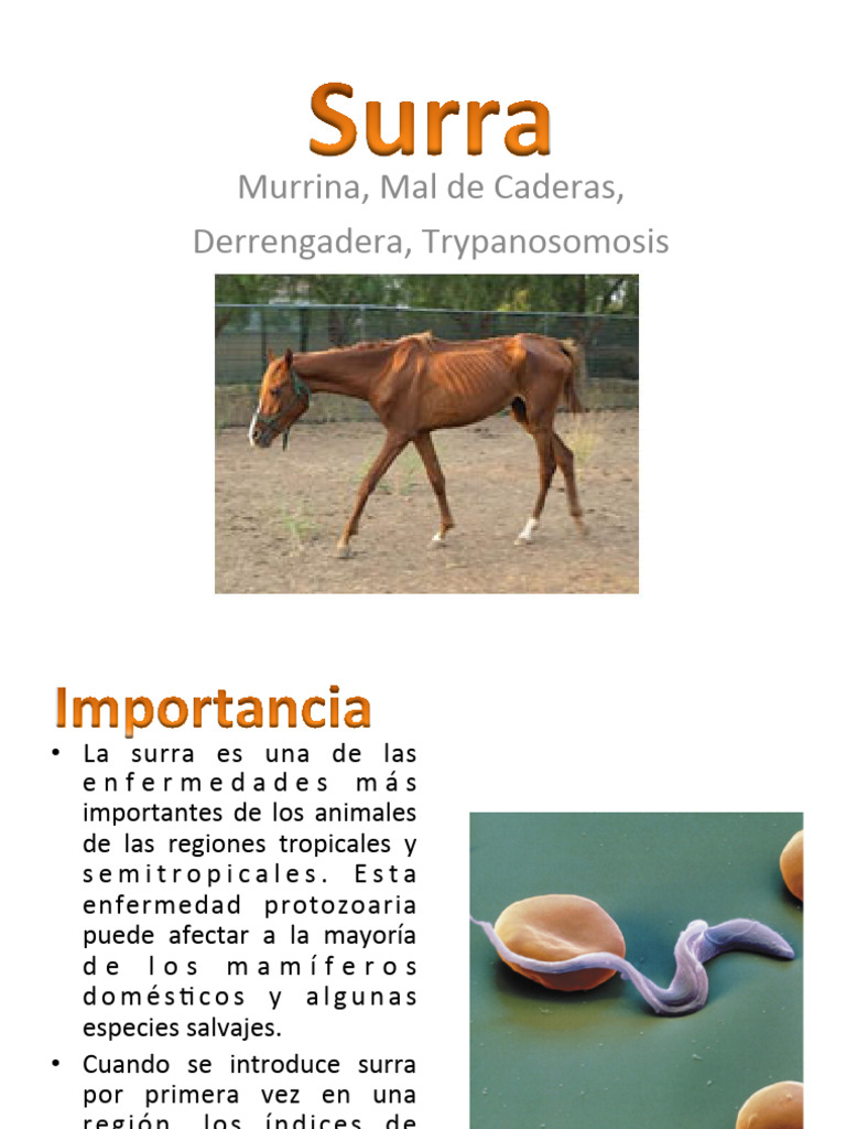 Surra: Enfermedad por Trypanosoma evansi | PDF | Infección | Medicina ...