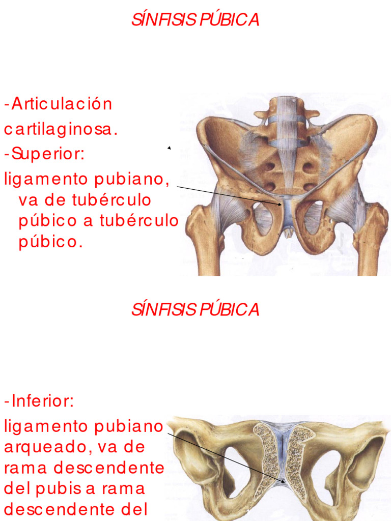 Articulaciones Miembro Inferior Pdf Rodilla Pelvis