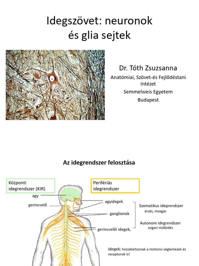 FOK I Idegszövet Neuronok Glia 2017 TZS | PDF