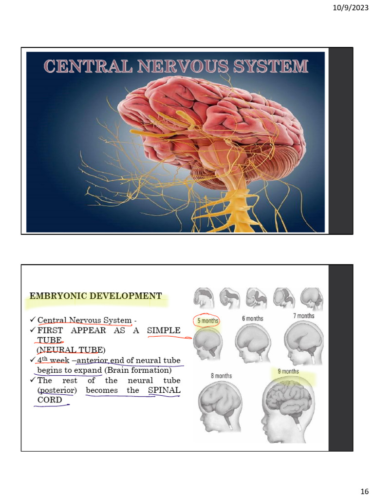 Overview of Central Nervous System | PDF | Cerebral Cortex | Brainstem