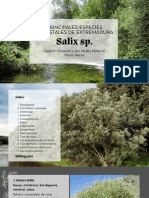 Principales Especies Forestales de Extremadura. Salix SPP