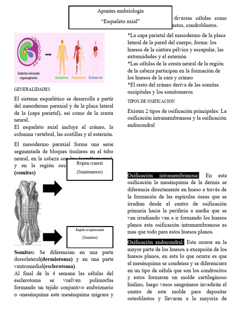 Apuntes Embrio Esqueleto Axial Pdf Cráneo Vértebra
