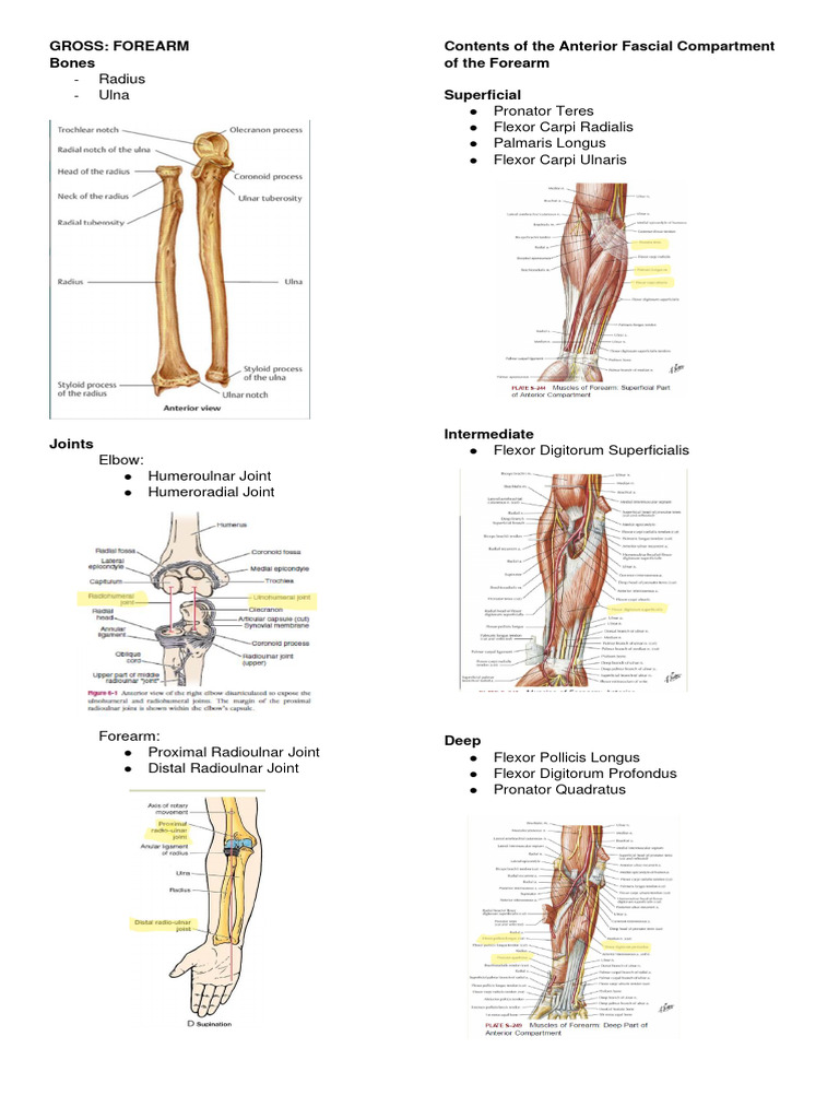 Forearm Anatomy and Nerve Injuries | PDF | Elbow | Hand