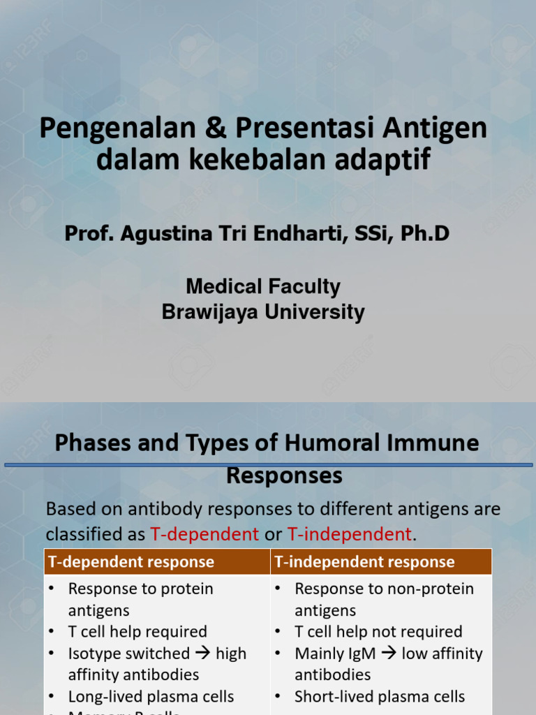 Antigen Presentation in Adaptive Immunity | PDF | Antigen | Major ...