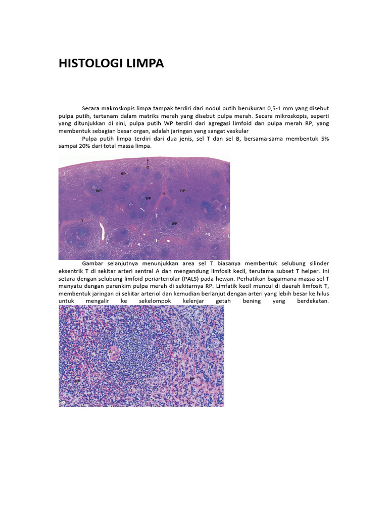 Histologi dan Struktur Limpa | PDF | Perjalanan | Kajian Bahasa Asing