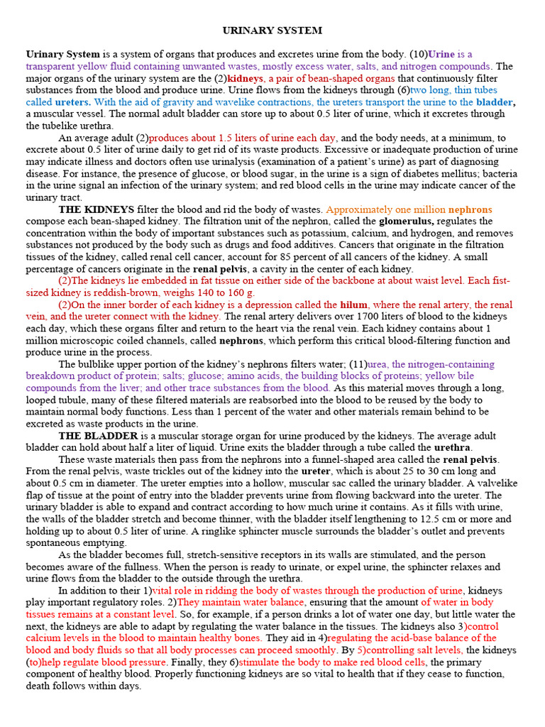 Urinary System | PDF | Kidney | Urinary System