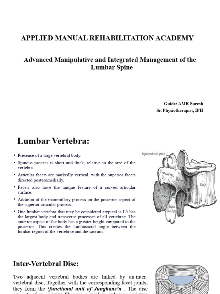 Lumbar Spine Pdf Vertebra Vertebral Column