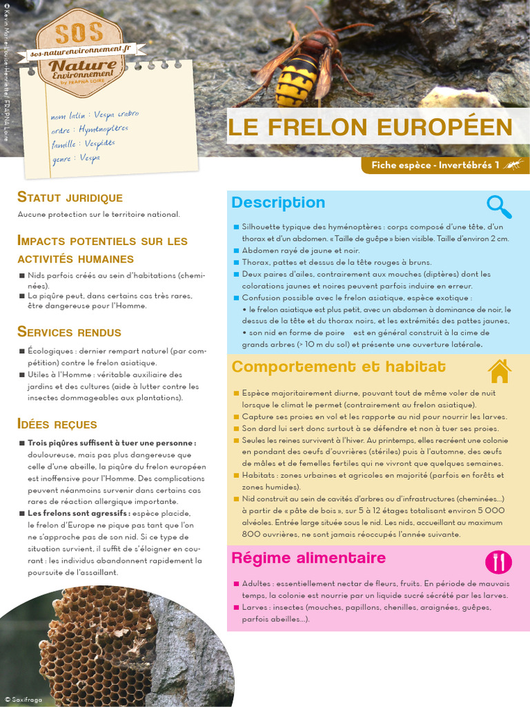 Caractéristiques du frelon européen PDF Insectes — free download