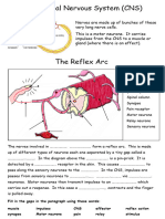 7.3 Reflex Arc Formative Assessment
